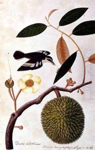 Durie zibethinus, Dorrian or Boorong Brass Brass, from 'Drawings of Birds from Malacca', c.1805-18 by Anonymous Artist