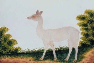 Furred Animal, from 'Drawings of Animals, insects and Reptiles from Malacca', c.1805-18 (3)