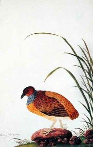 Boorong Door-lanting, from 'Drawings of Birds from Malacca', c.1805-18