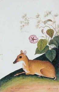 Poko Kelcdik (Sweet Potatoes) Plando ko, from 'Drawings of Animals, Insects and Reptiles from Malacca', c.1805-18 by Anonymous Artist