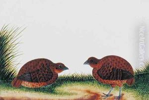 Boorong Beitam, from 'Drawings of Birds from Malacca', c.1805-18 by Anonymous Artist