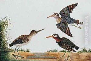 Great Snipe, Boorong Berbie, from 'Drawings of Birds from Malacca', c.1805-18