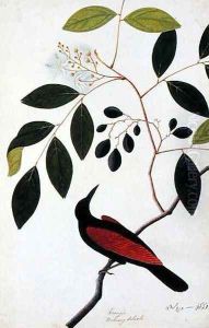 Kranjie, Boorong Seliah, from 'Drawings of Birds from Malacca', c.1805-18 by Anonymous Artist
