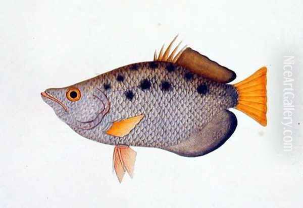Poompit Soompit, from 'Drawings of Fishes from Malacca', c.1805-18 - view 1
