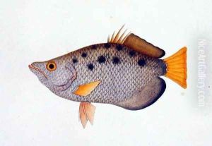 Poompit Soompit, from 'Drawings of Fishes from Malacca', c.1805-18 by Anonymous Artist