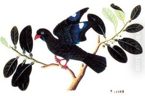 Boorong Tanou, from 'Drawings of Birds from Malacca', c.1805-18