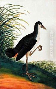 Boorong Tooah Tooah, from 'Drawings of Birds from Malacca', c.1805-18