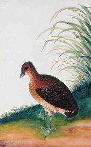 Exotic Bird, from 'Drawings of Birds from Malacca', c.1805-18 (6) by Anonymous Artist