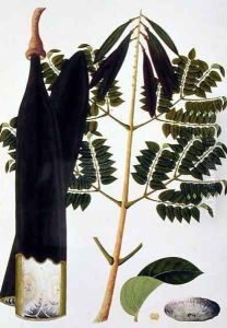 Kachang Kayoo or Bignonia Indica, from 'Drawings of Plants from Malacca', c.1805-18 by Anonymous Artist
