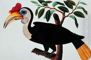 Ingang, from 'Drawings of Birds from Malacca', c.1805-18