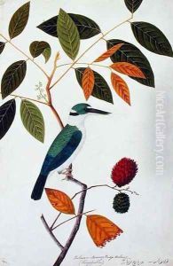 Rambay, Boorong Goolatok also Boorong Kete Kayoe, from 'Drawings of Birds from Malacca', c.1805-18 by Anonymous Artist