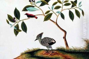 Sepah Pootrie, from 'Drawings of Birds from Malacca', c.1805-18 by Anonymous Artist