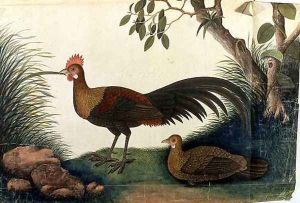 Poultry, from 'Drawings of Birds from Malacca', c.1805-18 by Anonymous Artist