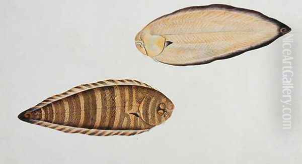 Tung Fish, Eekan Liedah Liedah, from 'Drawings of Fishes from Malacca', c.1805-18 - view 1