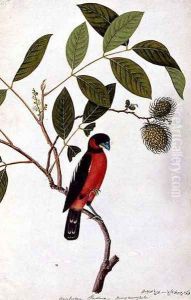 Rainbootani Gading, Boorong Mooray Batou, from 'Drawings of Birds from Malacca', c.1805-18
