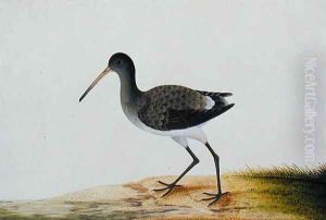 Gajie Gajie, from 'Drawings of Birds from Malacca', c.1805-18 by Anonymous Artist