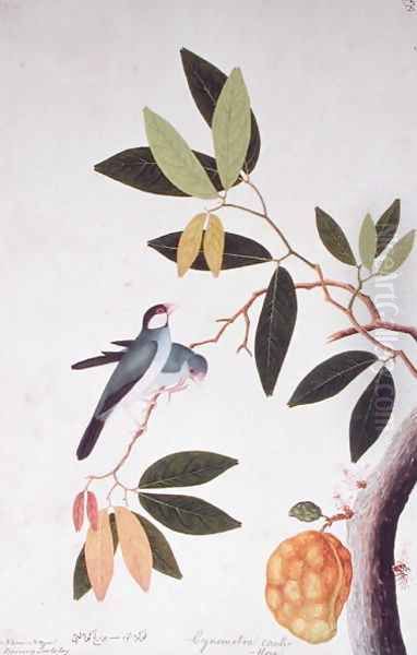 Nam-Nam Boorong Goolalay, Cynometra cauliflora, from 'Drawings of Birds from Malacca', c.1805-18 - view 1