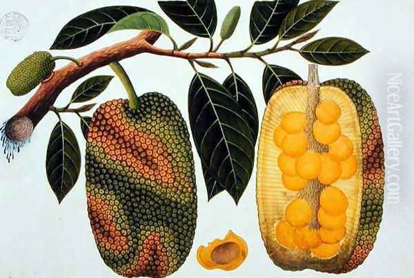 Champedak Artocarpus integrifolia or Longleaved Jack, from 'Drawings of Plants from Malacca', c.1805-18 - view 1