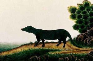 Furred mammal, from 'Drawings of Animals, Insects and Reptiles from Malacca', c.1805-18