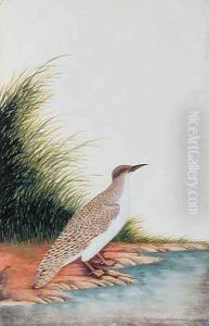 Exotic Bird, from 'Drawings of Birds from Malacca', c.1805-18 (5) by Anonymous Artist