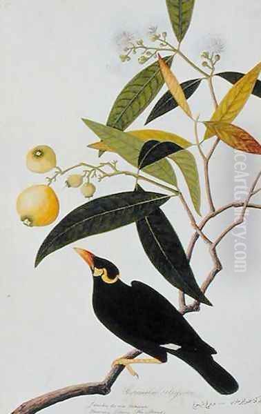 The Miena, Jamboo ai-ere Mawar Boorong Teong and Gracila Religiosa, from 'Drawings of Birds from Malacca', c.1805-18 - view 1