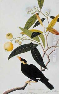 The Miena, Jamboo ai-ere Mawar Boorong Teong and Gracila Religiosa, from 'Drawings of Birds from Malacca', c.1805-18 by Anonymous Artist