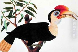 Ke-ke, from 'Drawings of Birds from Malacca', c.1805-18 by Anonymous Artist