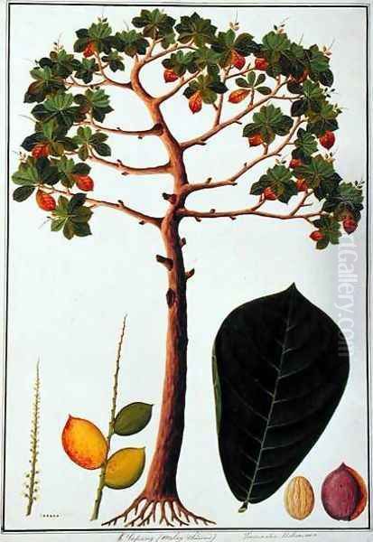 Klapang Terminalia Molucana or Malay Almond, from 'Drawings of Plants from Malacca', c.1805-18 - view 1