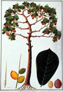 Klapang Terminalia Molucana or Malay Almond, from 'Drawings of Plants from Malacca', c.1805-18 by Anonymous Artist