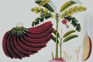 Red Plantain, Pisang oodang, from 'Drawings of Plants from Malacca', c.1805-18 by Anonymous Artist