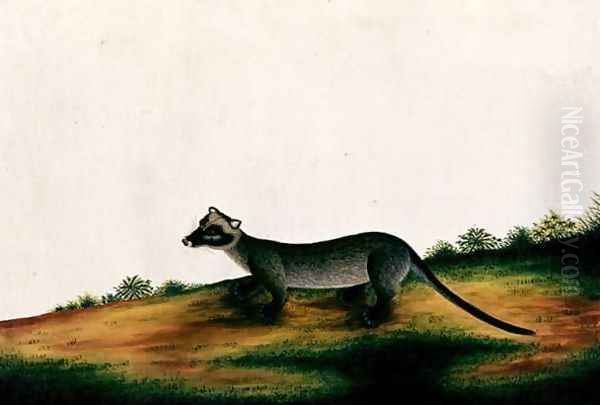 Furred Animal, from 'Drawings of Animals, Insects and Reptiles from Malacca', c.1805-18 - view 1