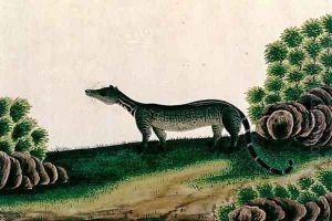 Moosang Gelong or Moosang Jibbet (Malay), from 'Drawings of Animals, Insects and Reptiles from Malacca', c.1805-18 by Anonymous Artist