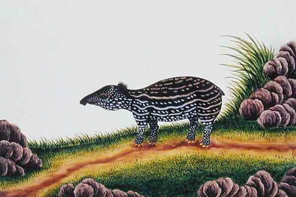 Young Tapir of Malacca, from 'Drawings of Animals, Insects and Reptiles from Malacca', c.1805-18 - view 1