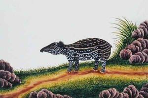Young Tapir of Malacca, from 'Drawings of Animals, Insects and Reptiles from Malacca', c.1805-18