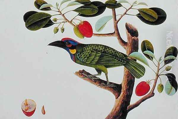 Exotic Bird, from 'Drawings of Birds from Malacca', c.1805-18 - view 1
