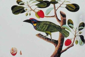 Exotic Bird, from 'Drawings of Birds from Malacca', c.1805-18 by Anonymous Artist