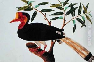 Jibang Aluntooa, from 'Drawings of Birds from Malacca', c.1805-18 by Anonymous Artist