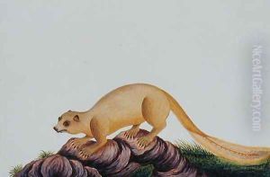 Squirrel, Toopay ching Krawa Pootey, from 'Drawings of Animals, Insects and Reptiles from Malacca', c.1805-18