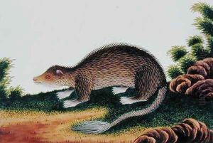 Landa Kloobie, from 'Drawings of Animals, Insects and Reptiles from Malacca', c.1805-18