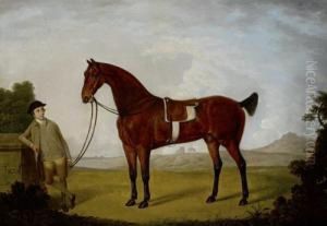 Rainbow, A Bay, Held By A Groom