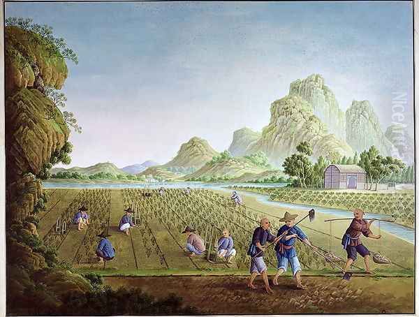 Rice cultivation in China, transplanting plants - view 1