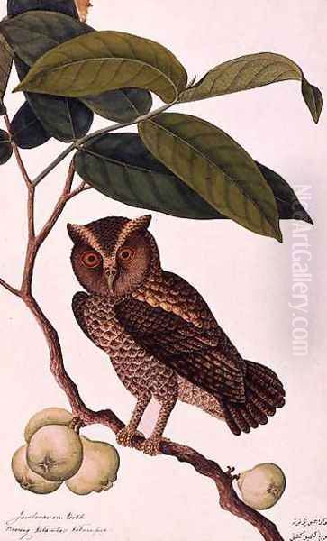 Jambooai-eri Pootih, Boorong Ketamboo Ketampin, from 'Drawings of Birds from Malacca', c.1805-18 - view 1
