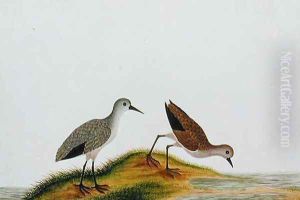 Koodie Die, from 'Drawings of Birds from Malacca', c.1805-18 by Anonymous Artist