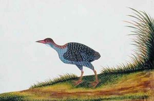 Exotic Bird, from 'Drawings of Birds from Malacca', c.1805-18 (7) by Anonymous Artist