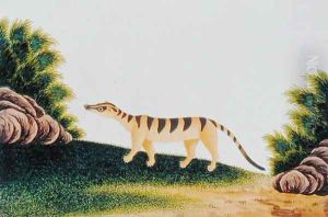 Furred Animal, from 'Drawings of Animals, insects and Reptiles from Malacca', c.1805-18 (2) by Anonymous Artist