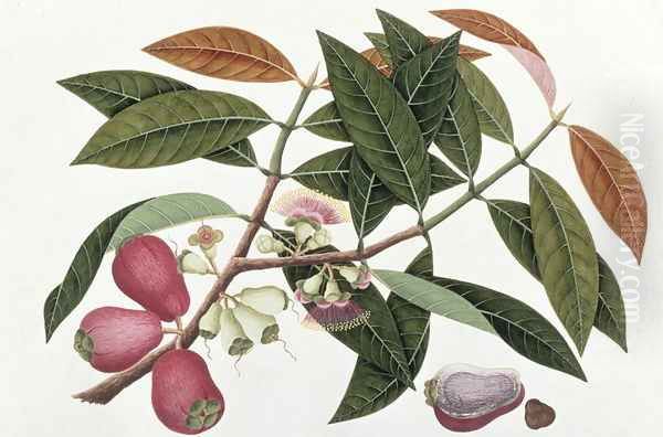 Jamboo Telore mera or Eugenia Malacceusis, from 'Drawings of Plants from Malacca', c.1805-18 - view 1