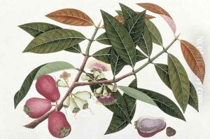 Jamboo Telore mera or Eugenia Malacceusis, from 'Drawings of Plants from Malacca', c.1805-18 by Anonymous Artist