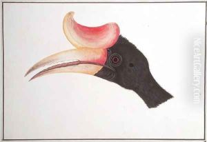 Head of a Bird, from 'Drawings of Birds from Malacca', c.1805-18 by Anonymous Artist