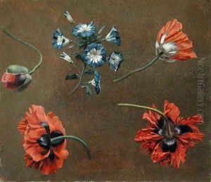 Poppies and Tradascanthus by Anonymous Artist