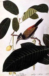 Poolasan, Boorong Radja Oolang, from 'Drawings of Birds from Malacca', c.1805-18